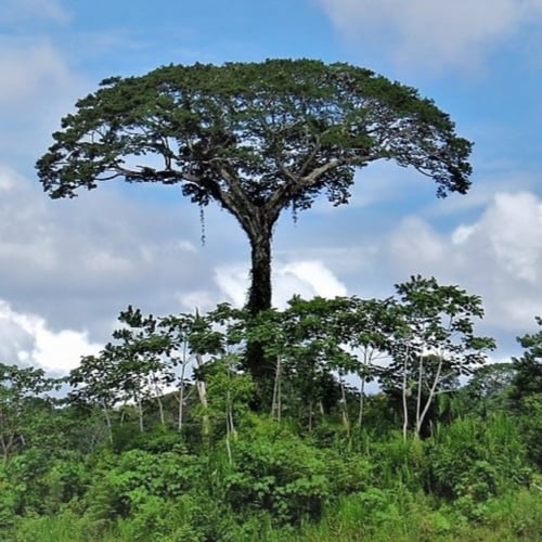 ‫بذور الكابوك‬ ( Ceiba pentandra )