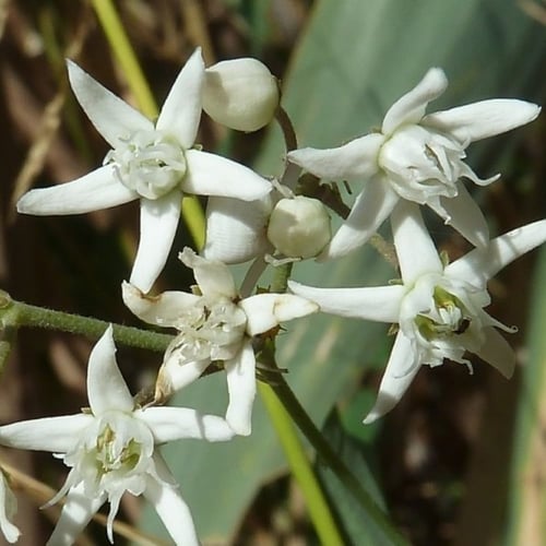 بذور متسلقة العليق المدبب - المديد ( Cynanchum acu...