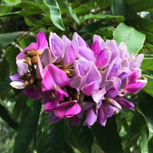 ‫بذور شجرة البونجاميا‬ ( Millettia pinnata )