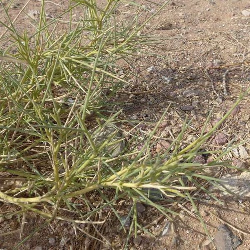 بذور القرضي ( Ochradenus baccatus )