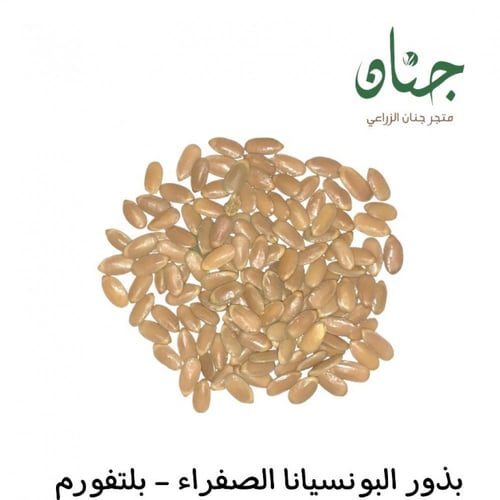 بذور شجرة البونسيانا الصفراء - بلتفورم ( Peltophor...