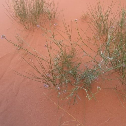 بذور السليح - الاسليح ( Cakile arabica )