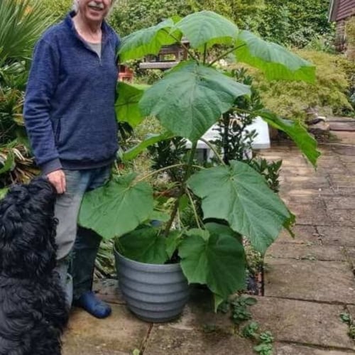 بذور شجرة باولونيا الصينية ( Paulownia elongata )