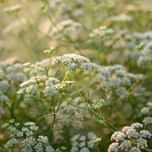 بذور عشبة الكمون ( Cuminum cyminum )