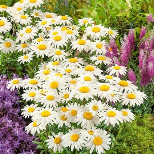بذور أقحوان شاستا الكبير ( Leucanthemum × superbum...