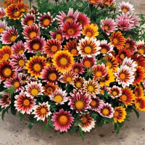 بذور زهرة الجازانيا ( Gazania )