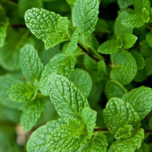 بذور النعناع البلدي ( Mentha )