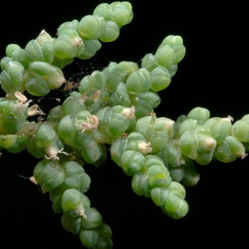 بذور شجيرة الغضراف ( Salsola imbricata )