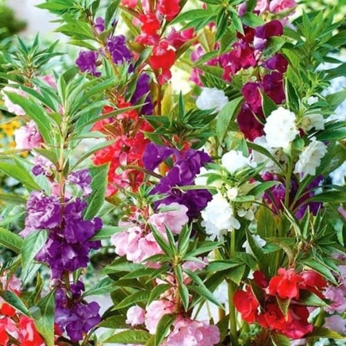 ‫بذور زهرة بلسمينا ( Impatiens balsamina )