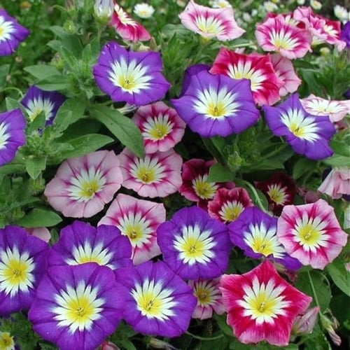 بذور اللبلاب ثلاثي الألوان - مجد الصباح قزمي ( Con...