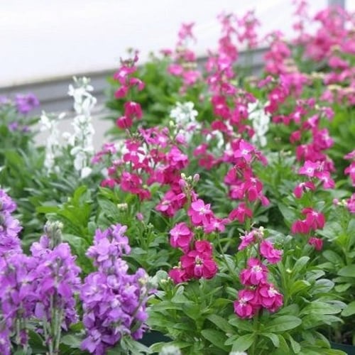 بذور زهور المنثور - العطر الليلي ( Matthiola longi...