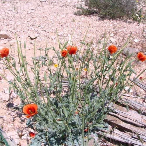 بذور الشقر - النعمان ( Glaucium arabicum )