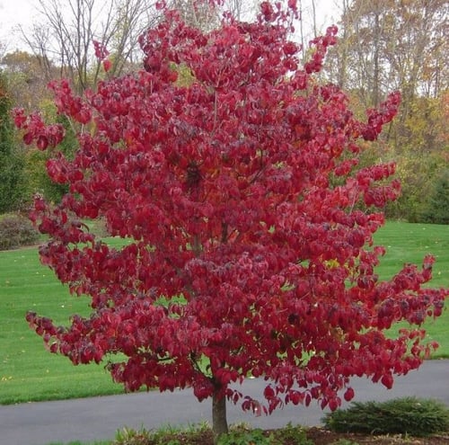 بذور شجرة قرانيا فلوريدا ( Cornus florida )
