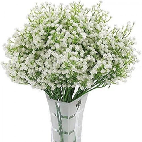 بذور زهرة جيبسوفيلا ايليجانس ( gypsophila Elegans...