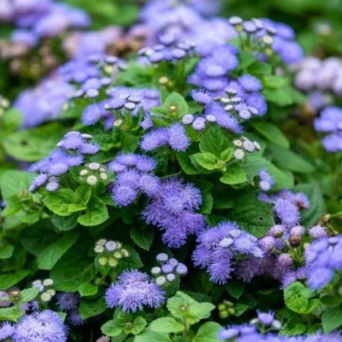 بذور زهرة الخيط ( Ageratum mexicanum )
