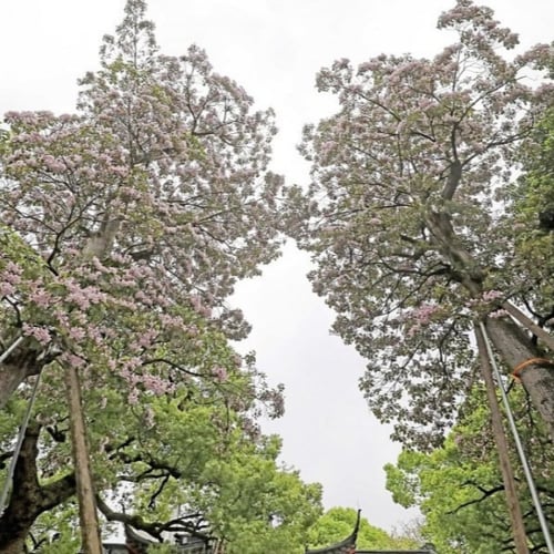 بذور شجرة الكاتالبا الوردية ( Catalpa Bungei )