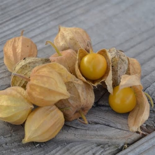 بذور الحرنكش ( Physalis )