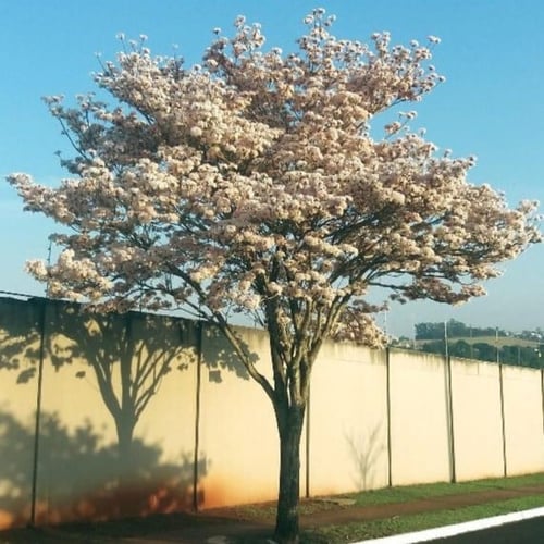 بذور شجرة التابوبيا البيضاء ( Tabebuia roseo-alba...
