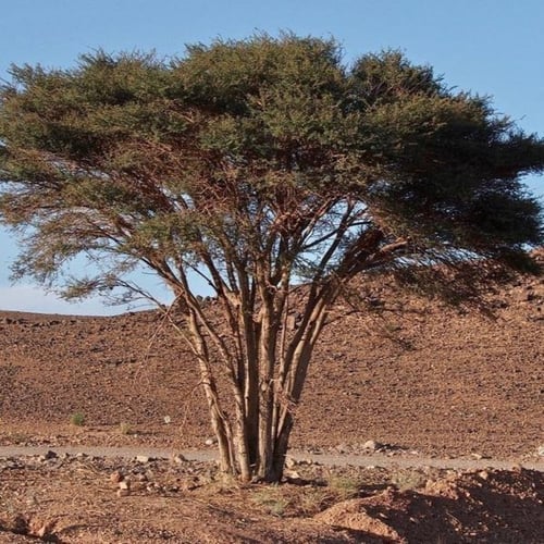 بذور الطلح الافريقي - الاشبهان - رديانا ( Acacia r...