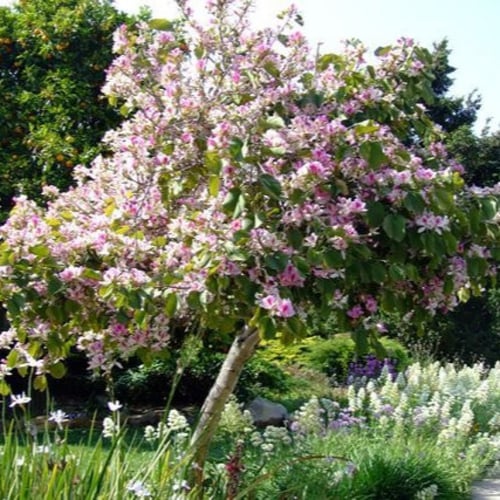 بذور البوهينيا - خف ‫الجمل ( Bauhinia variegata )