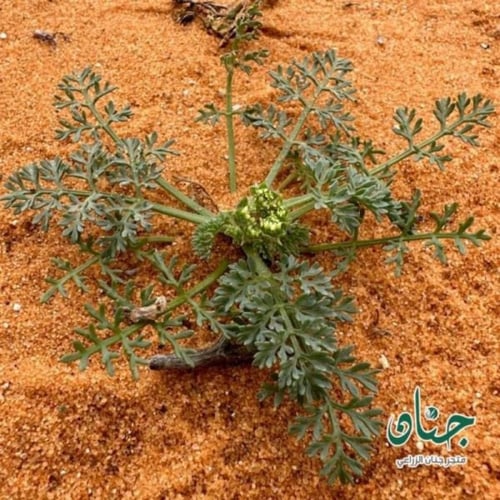 بذور البسباس البري ( anisosciadium lanatum )