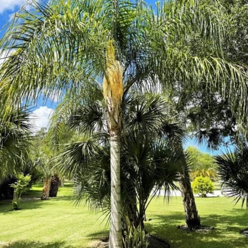 بذور نخيل كوكس ( Syagrus romanzoffiana )