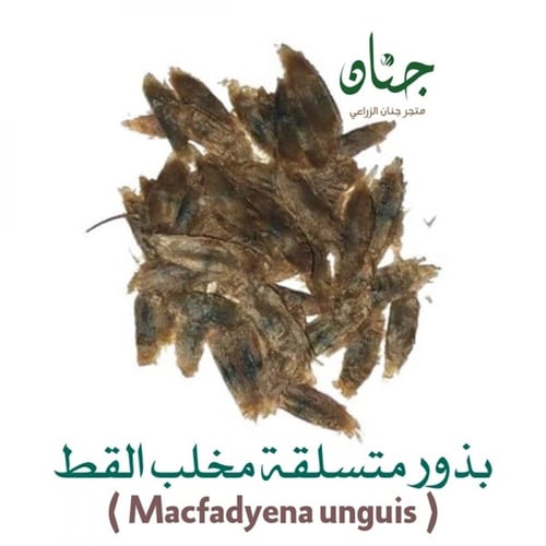 بذور متسلقة مخلب القط ( Macfadyena unguis )