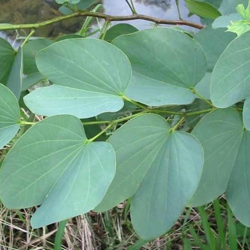 بذور البوهينيا - خف ‫الجمل ( Bauhinia variegata )