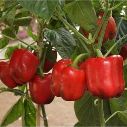 بذور فلفل رومي أحمر ( Capsicum annuum )