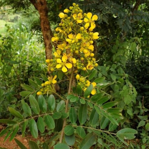 بذور شجرة كاسيا التايلندية ( Senna siamea )