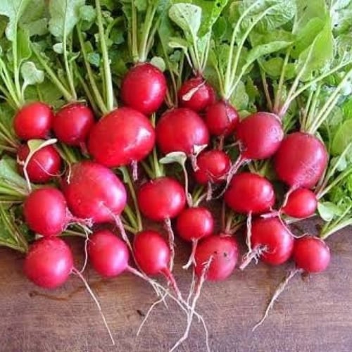 بذور نبات الفجل الاحمر ( Raphanus sativus )