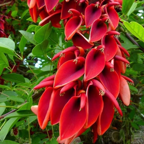 ‫بذور شجيرة ارثرينا‬ ( Erythrina humeana )