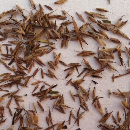 بذور عشبة الليمون العطرية ( Cymbopogon citratus )