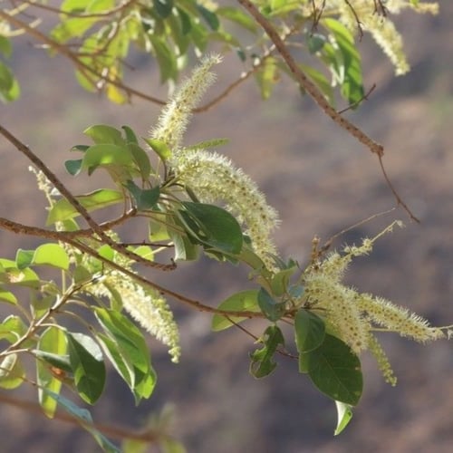 بذور شجرة الثعب - ترمناليا بروني ( Terminalia Brow...