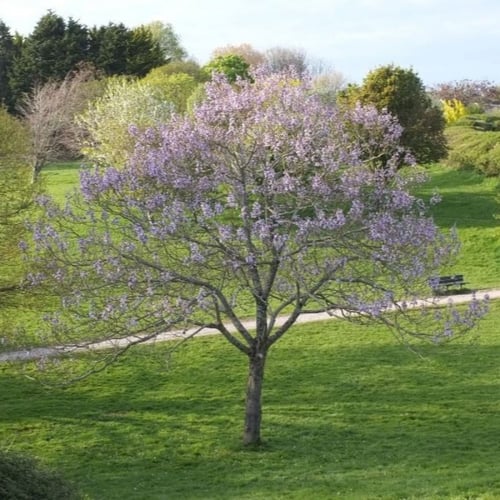 بذور شجرة باولونيا الصينية ( Paulownia elongata )