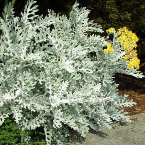 بذور زهرة الشيخة الفضية ( Jacobaea maritima )