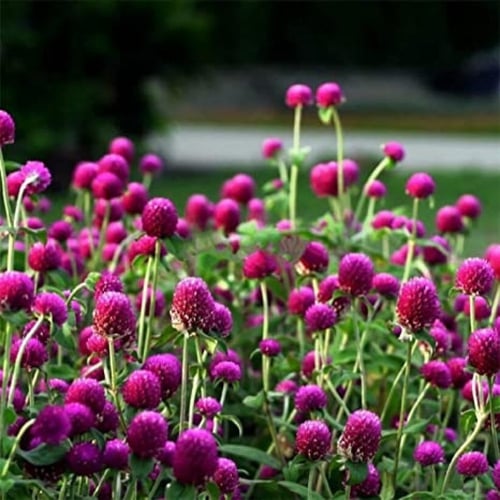 بذور زهرة جمفرينا ( Gomphrena globosa )