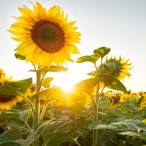 بذور دوار الشمس الأصفر ( Helianthus annuus )