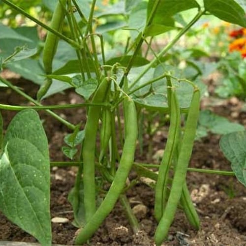 بذور لوبيا شجيري ( Vigna )