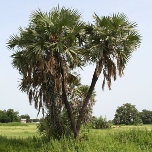 بذور نخيل الدوم ( Hyphaene thebaica )