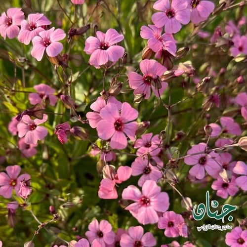 بذور زهور الدهدهان ( vaccaria hispanica )