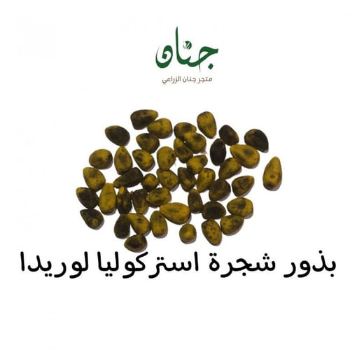 بذور استركوليا لوريدا ( Brachychiton discolor )
