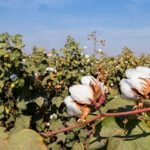بذور شجيرة القطن المكسيكي ( Gossypium hirsutum )
