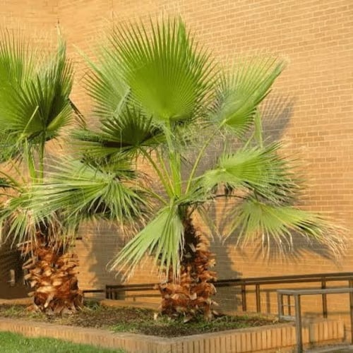 بذور نخيل واشنطوني - ‫برتشارديا‬ ( Washingtonia )