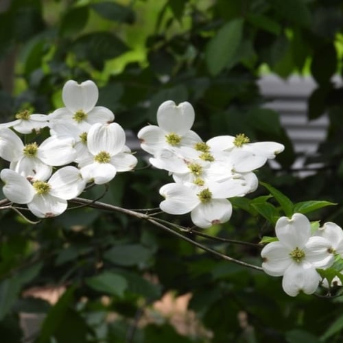 بذور شجرة قرانيا فلوريدا ( Cornus florida )