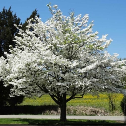 بذور شجرة قرانيا فلوريدا ( Cornus florida )