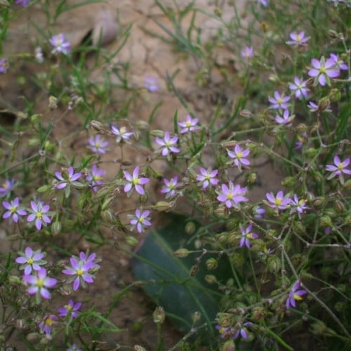 بذور عشبة الرقيقة - ام ثريب ( Spergularia diandra...