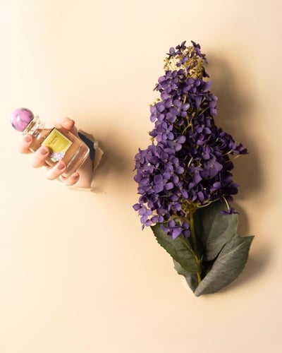 بنفسج فييوليت بوتري اوف فرانس(Banafsaj Violette Po...