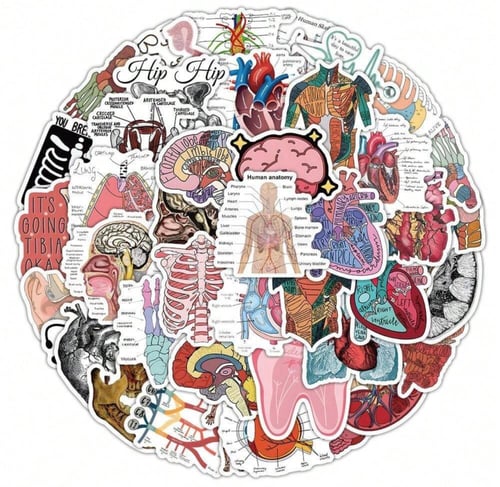 ملصقات تشريح الجسم ملونة (50 حبة) - Colored Human...