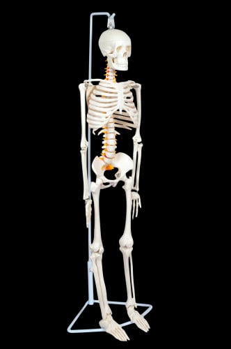 85cm Skeleton With Spinal Nerves